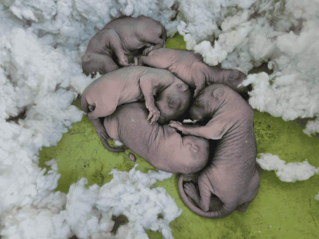 How Many Squirrel Babies Are in a Litter? 