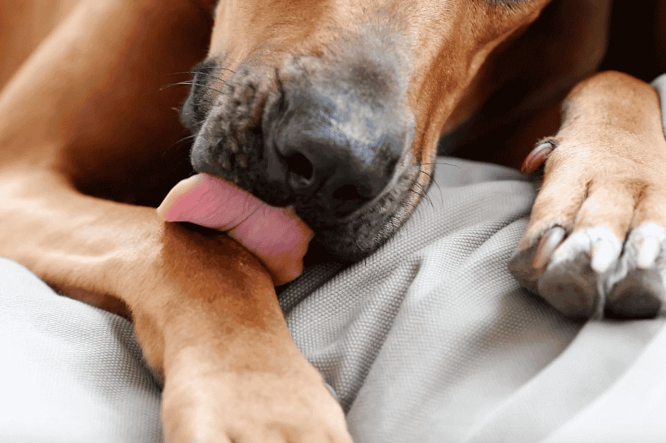 Top Reasons Why Do Dogs Lick Their Legs