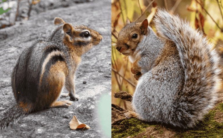 Chipmunk Vs Squirrel: History & Appearance