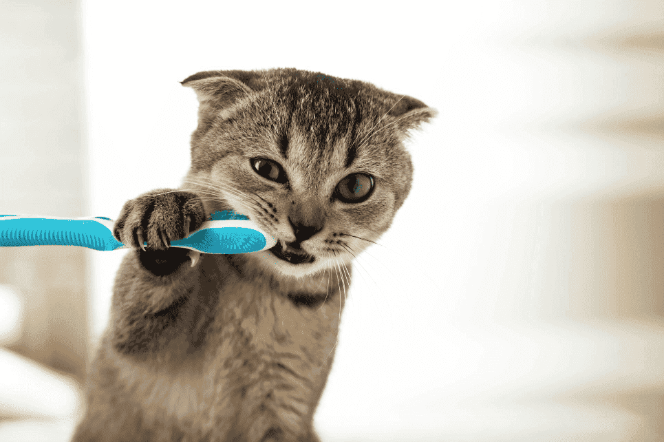 how to brush a cats teeth