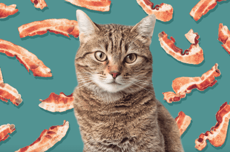 Can Cats Have Bacon? The Truth About Cats Eating Bacon
