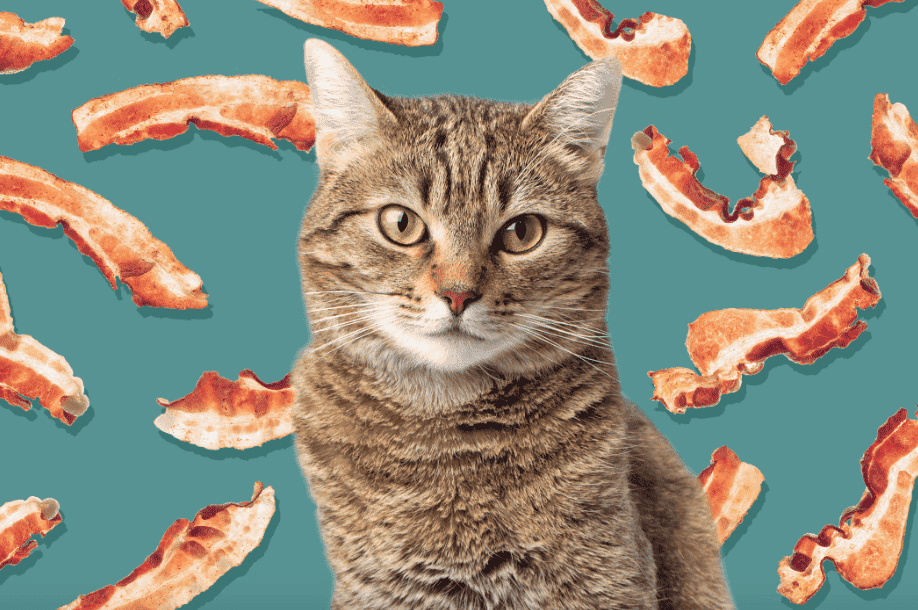 Can Cats Have Bacon?