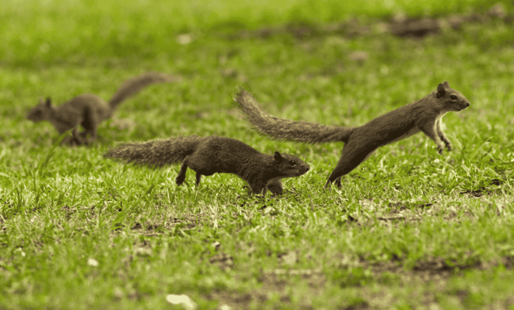 Why Do Squirrels Chase Each Other In Summertime?