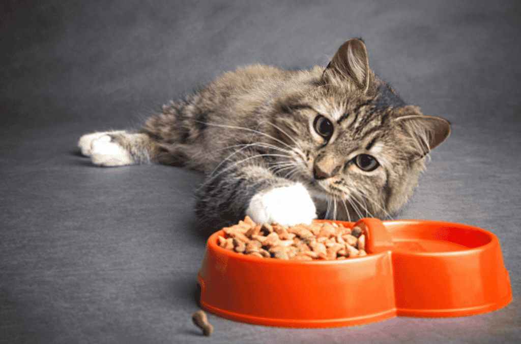 What Happens if a Cat Doesn’t Eat For Three Days?