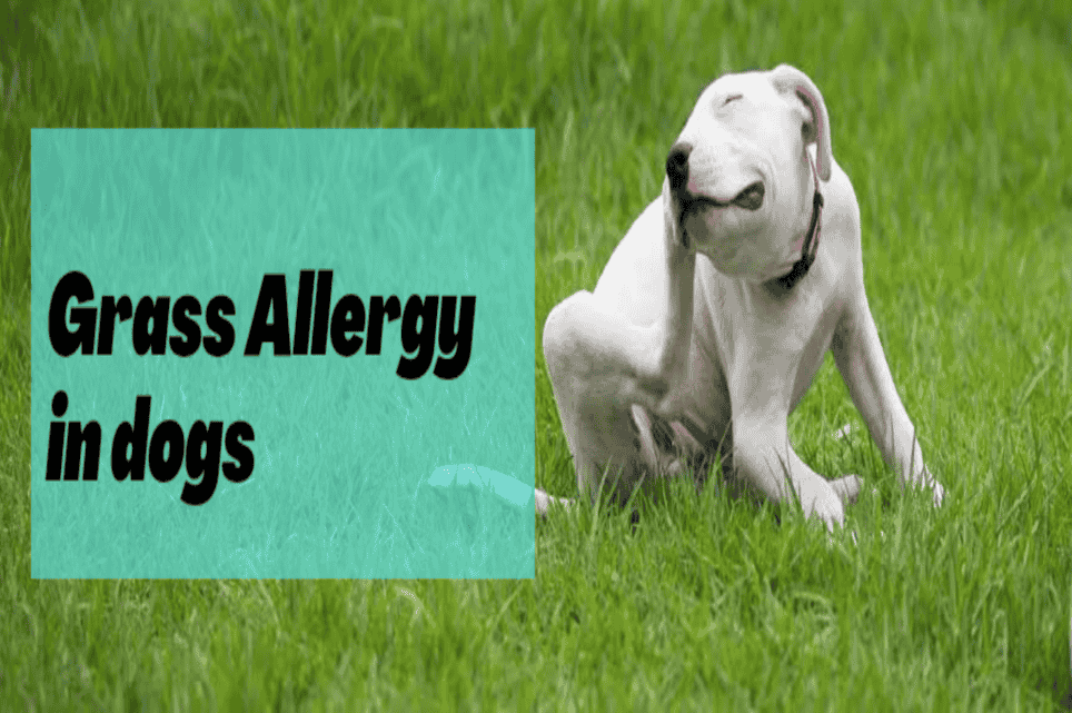 Why Is My Dog Allergic To Grass?
