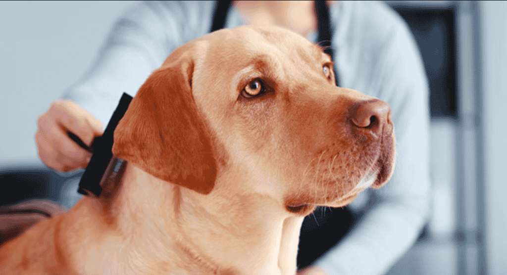 Grooming Your Labrador to keep your lab from shedding 