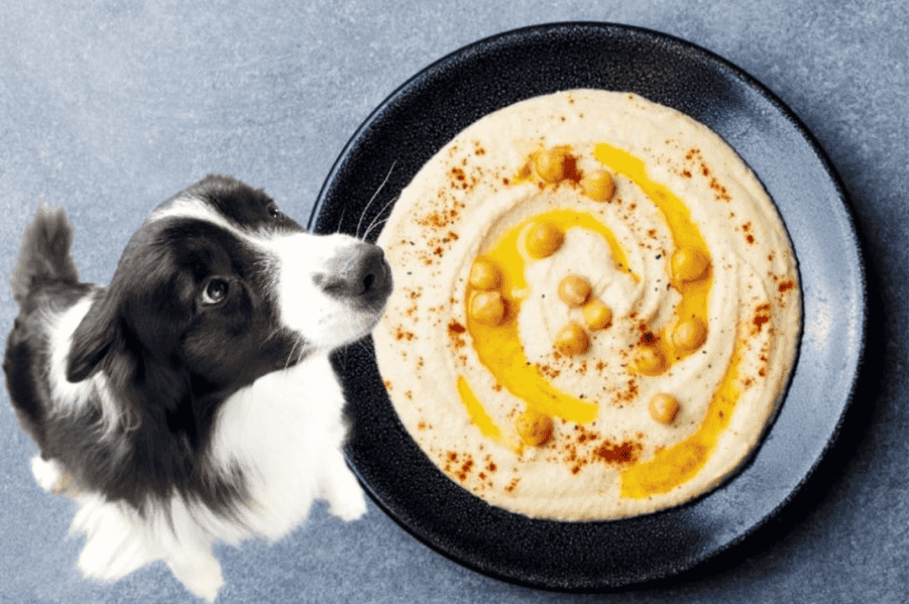 Why Can’t Dogs Eat Hummus? 