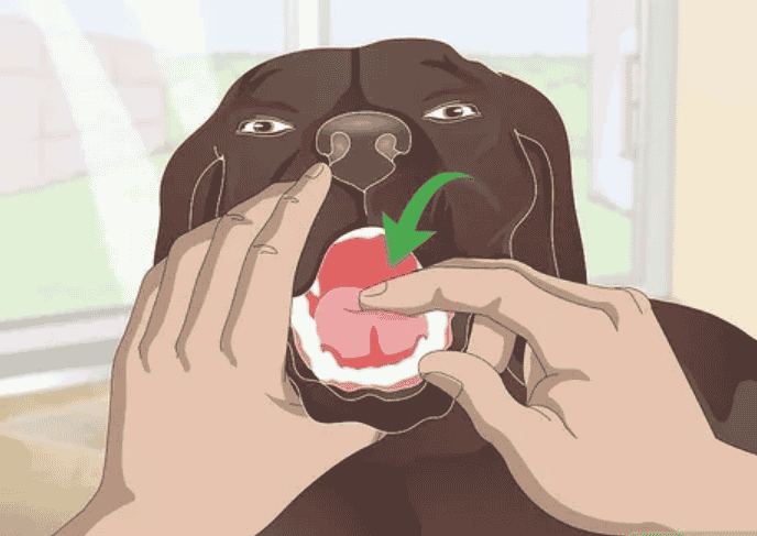 How To Stop Dog Reverse Sneezing 