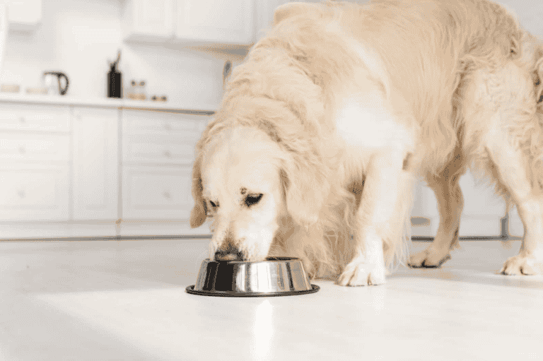 Can Dogs Eat Hummus – Is It Safe For Dogs