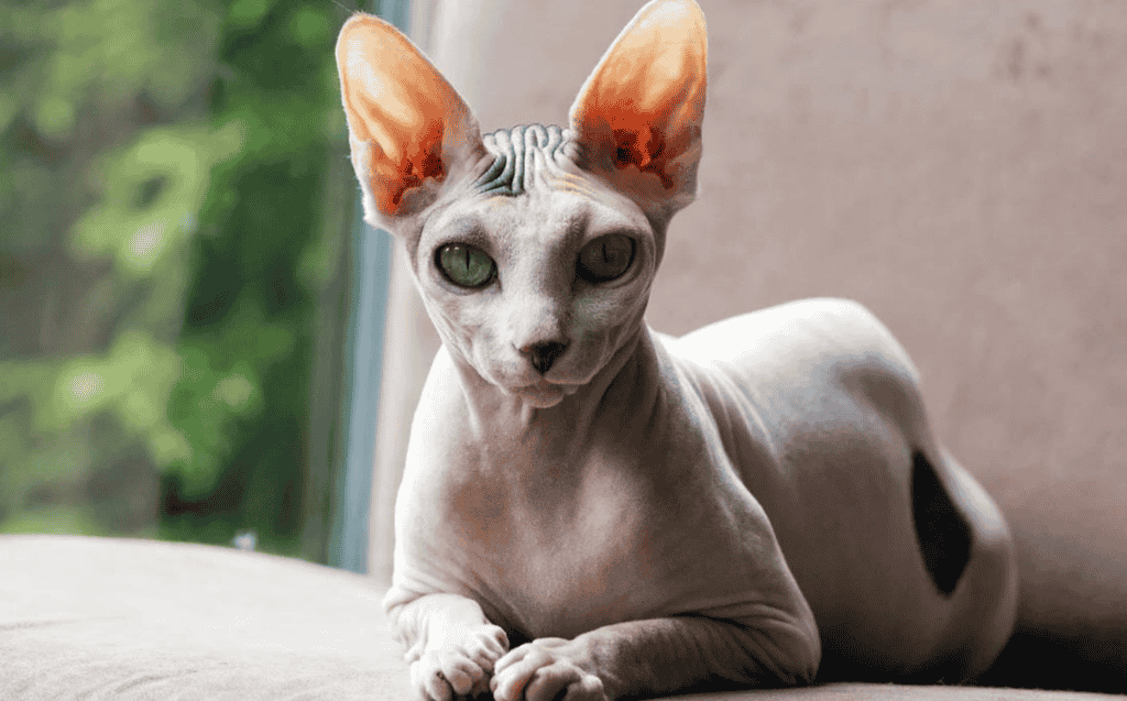Peterbald cat that don't shed
