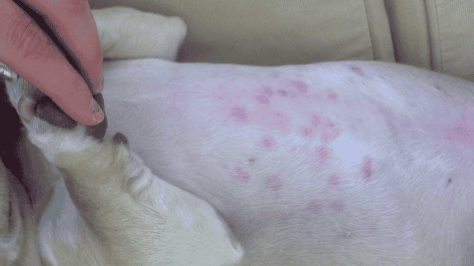 What Is My Dog Allergic To Outside at Julian Pena blog