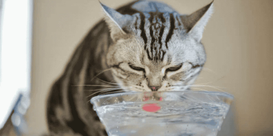 Why Won’t My Cat Drink Water?  