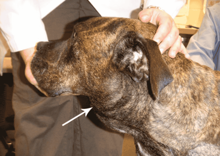 Lymphoma in dogs