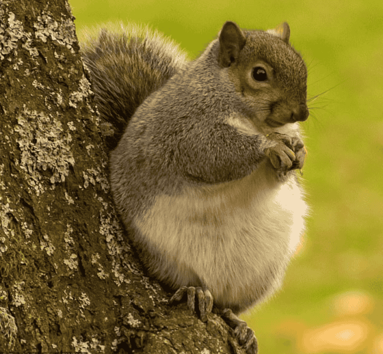 Pregnant Squirrel: Care & Diet Guide