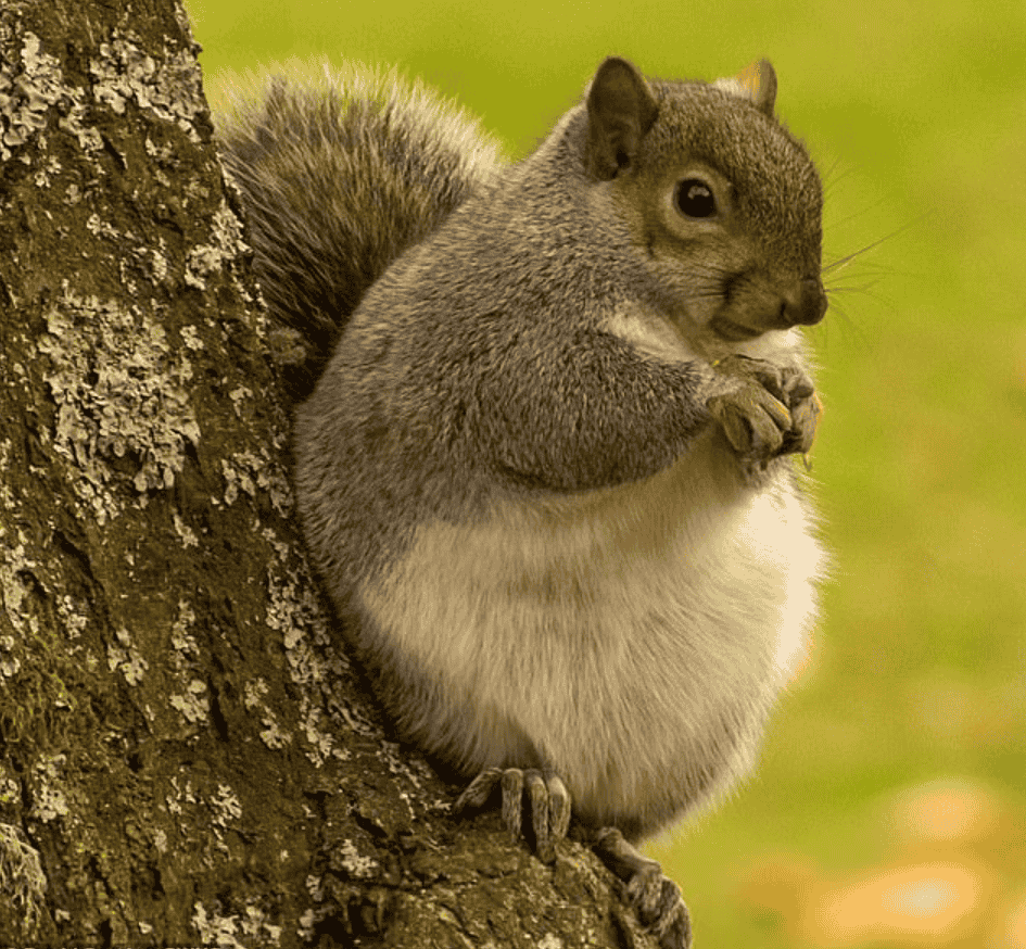 Pregnant Squirrel