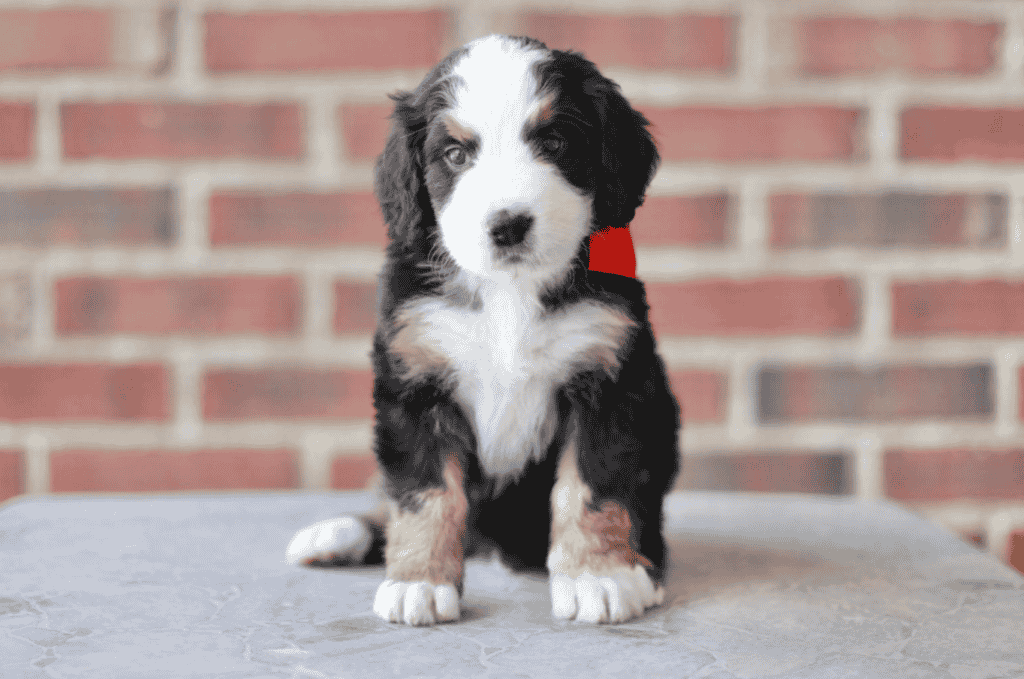 What is The Bernedoodle Coat Like?