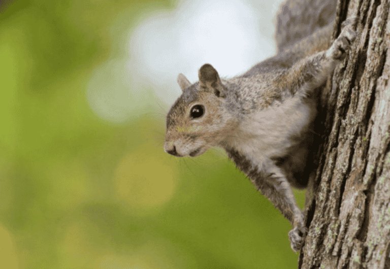 Top 7 Squirrels Diseases Explained