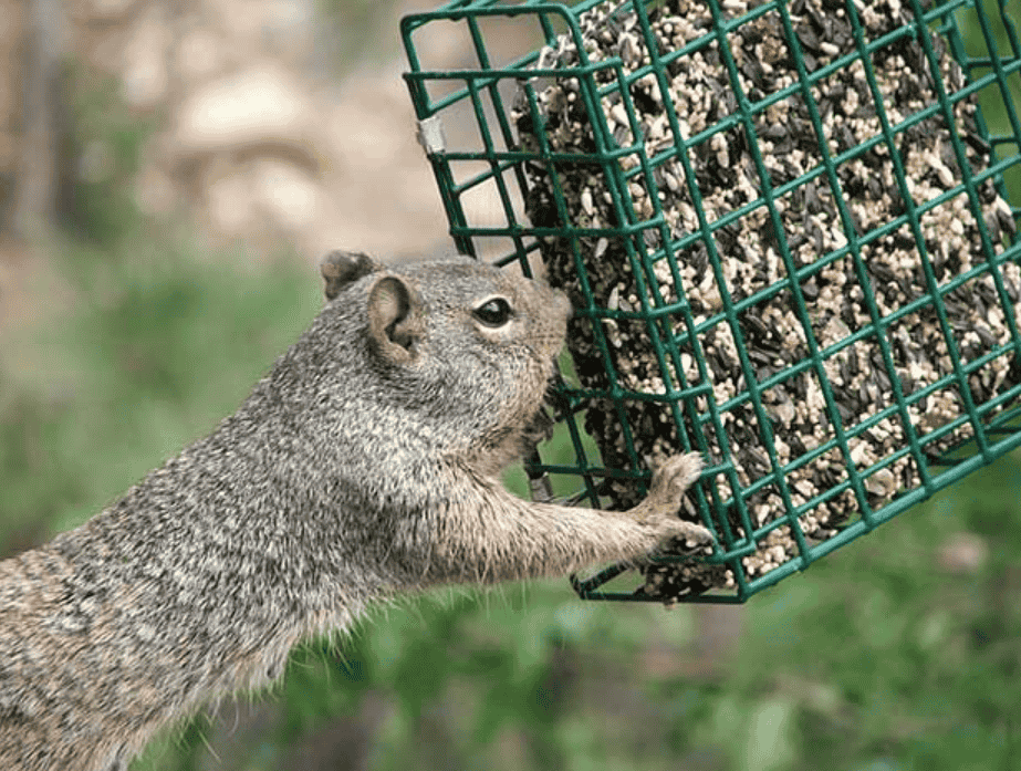 Do Squirrels Harm Bird Populations? 