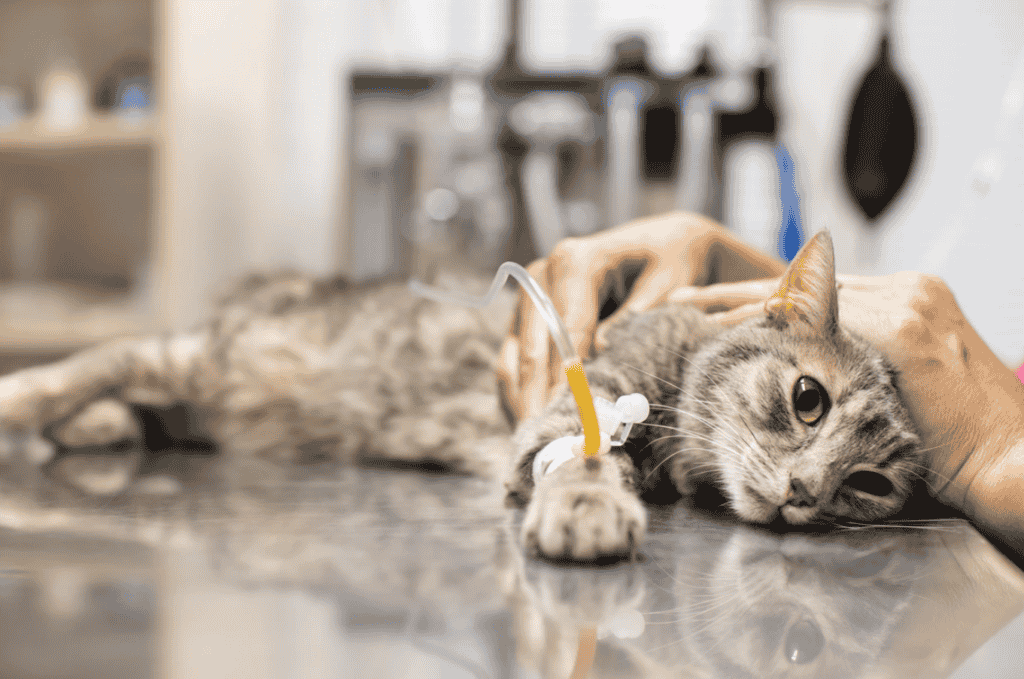 Panleukopenia virus in cats