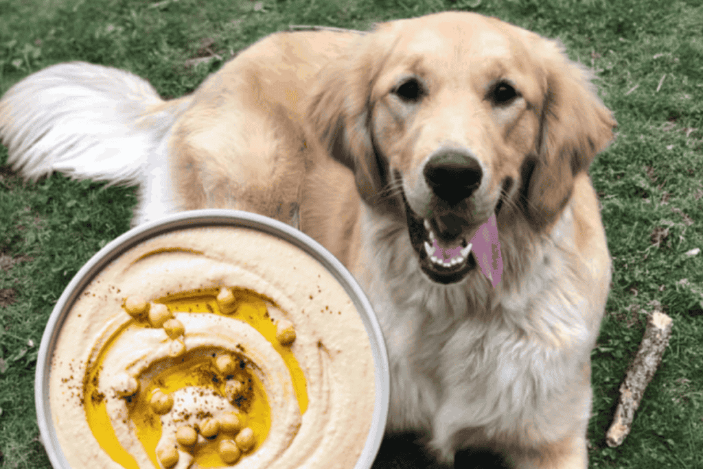 What Happens if a Dog Eats Hummus? 