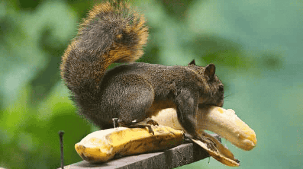 Do squirrels eat bananas