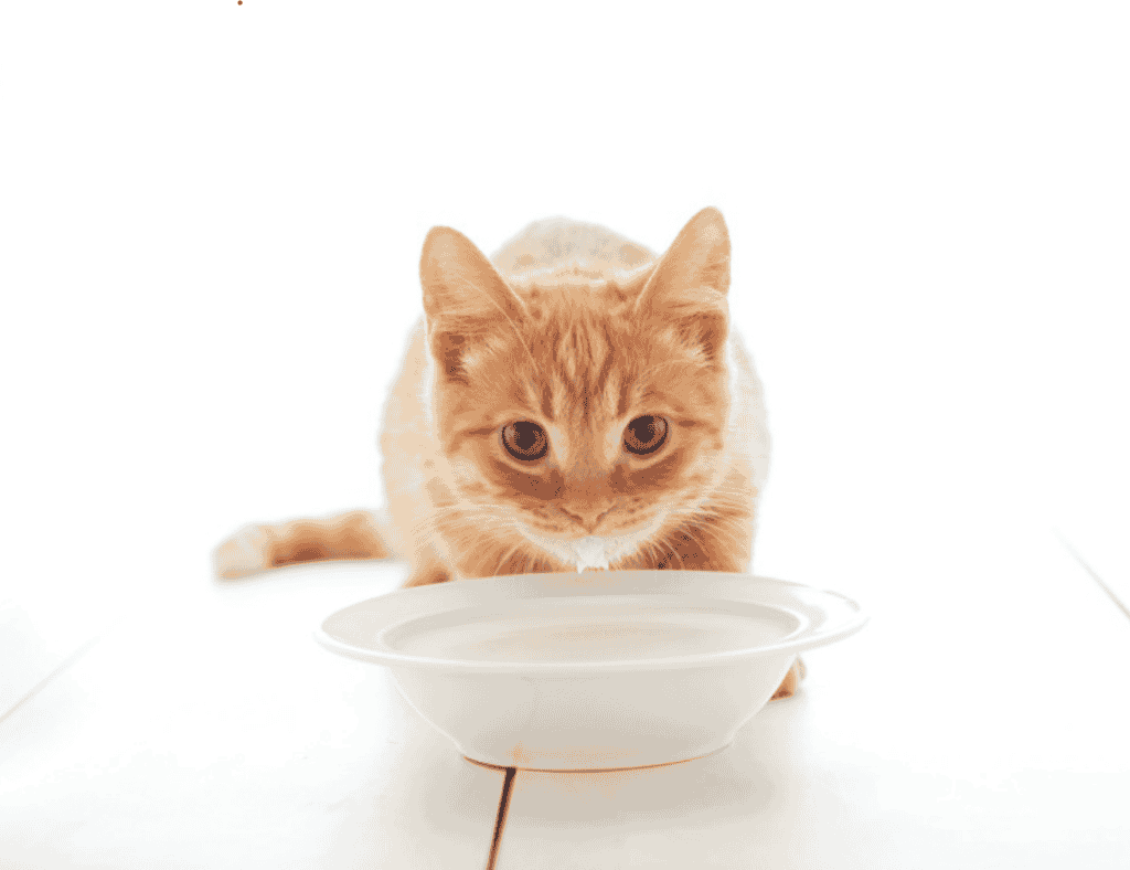 How Lactose Affects Cats?