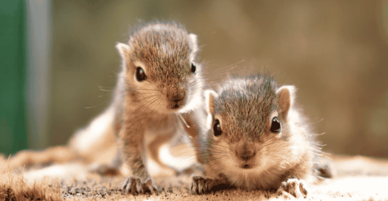 When Do Squirrels Have Babies? – Complete Timeline