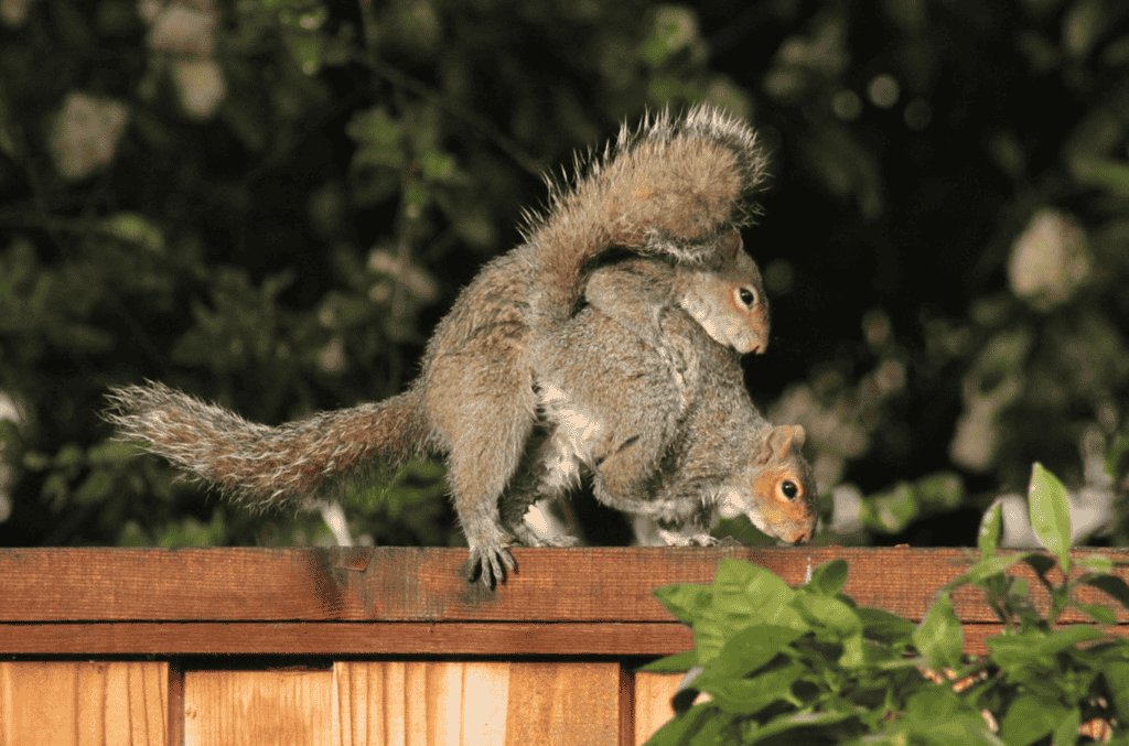 Squirrel mating