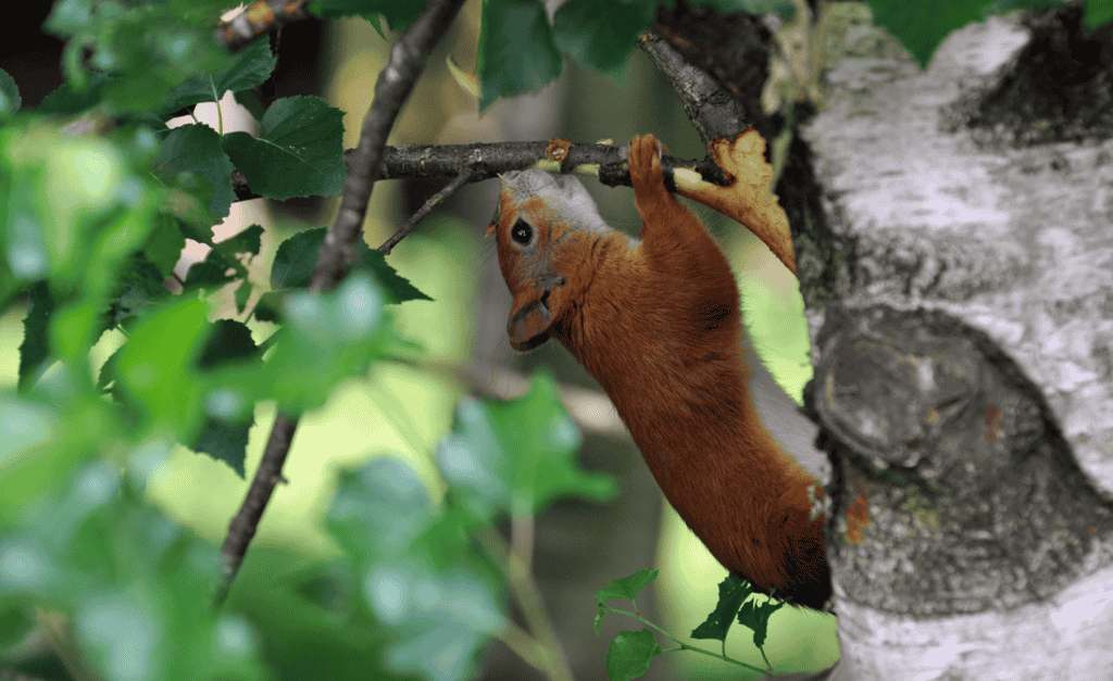 Do Squirrels Eat Apple Tree Bark?