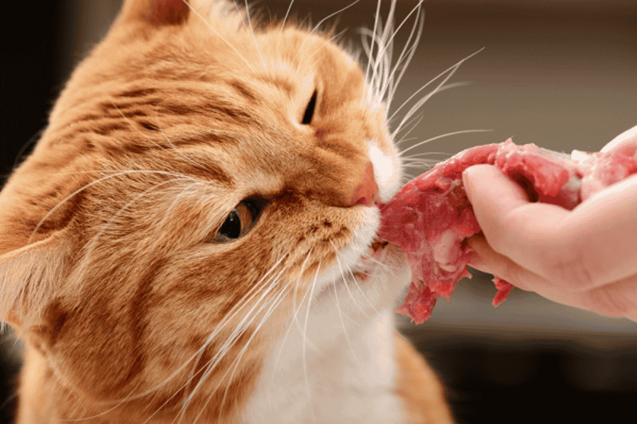 How Much Bacon Can I Give my Cat? 