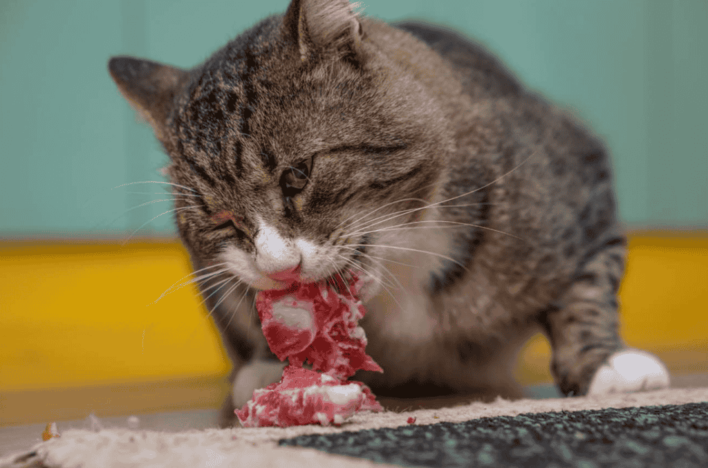 Can I Feed My Cat Raw Bacon? 