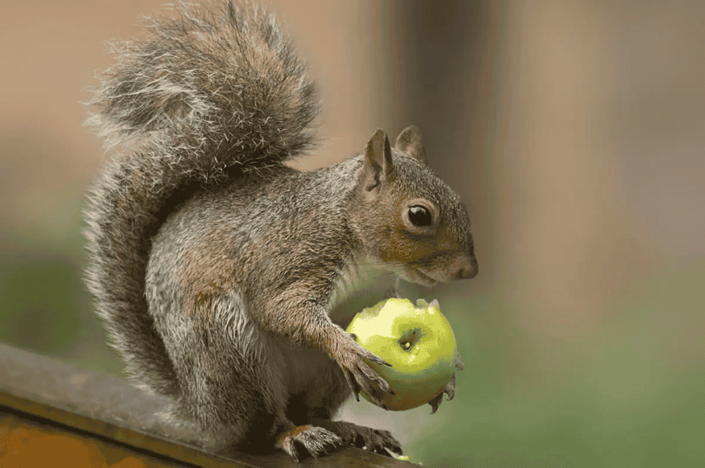 Do Squirrels Eat Apples? 