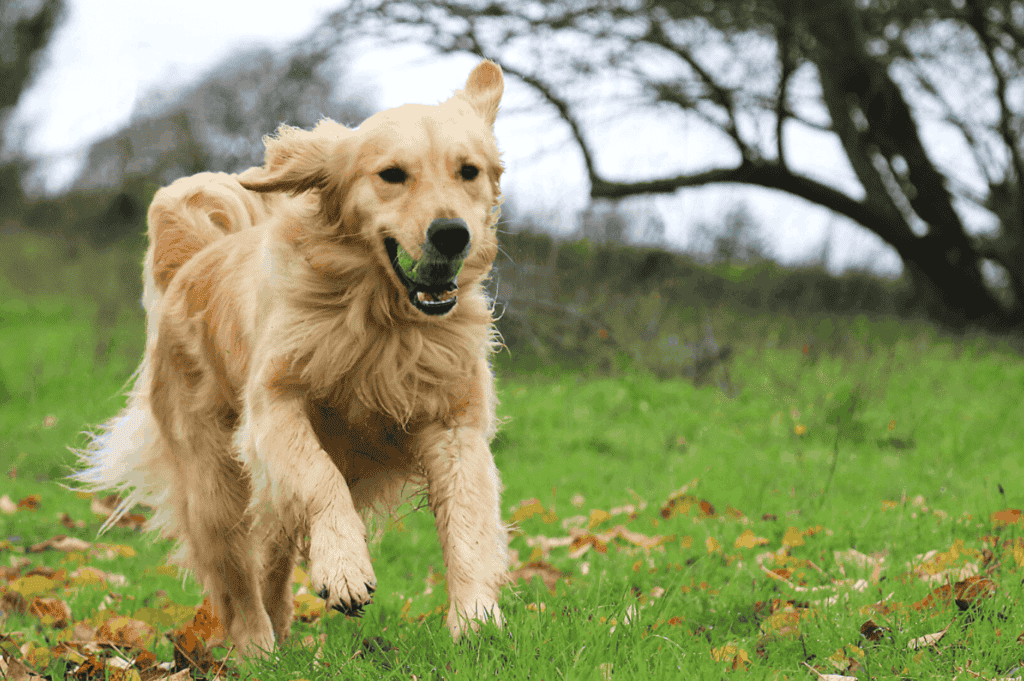 Reasons That Your Golden Retriever Might be Shedding 