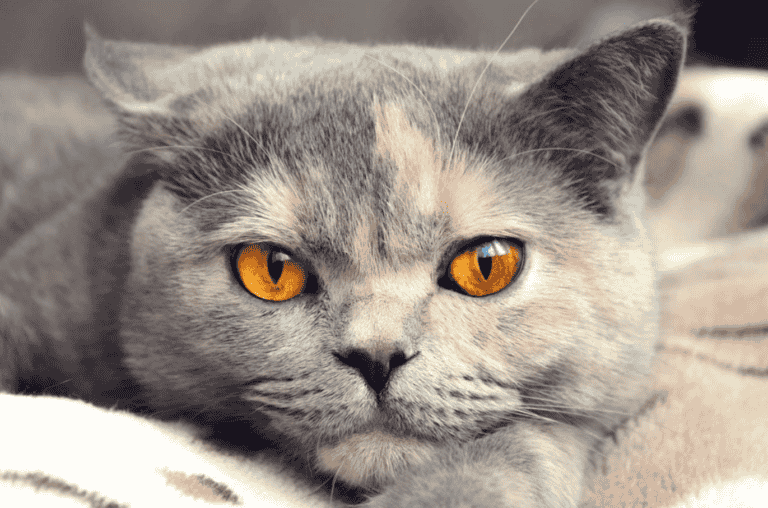 Dilute Tortoiseshell Cat – What Is Special About A Tortie Cat?