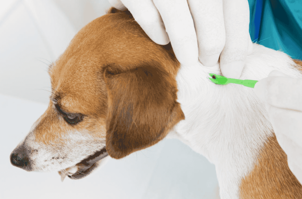 Why You Should Remove Ticks from Dogs ASAP?