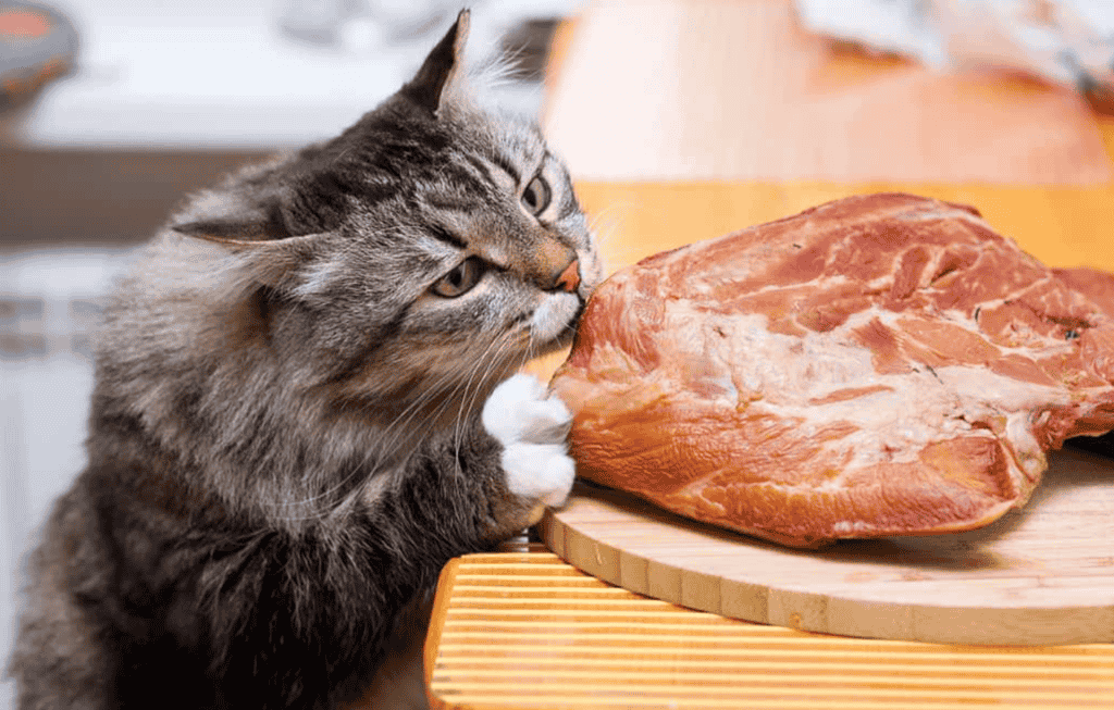 What Kinds of Bacon Can Cats Eat? 