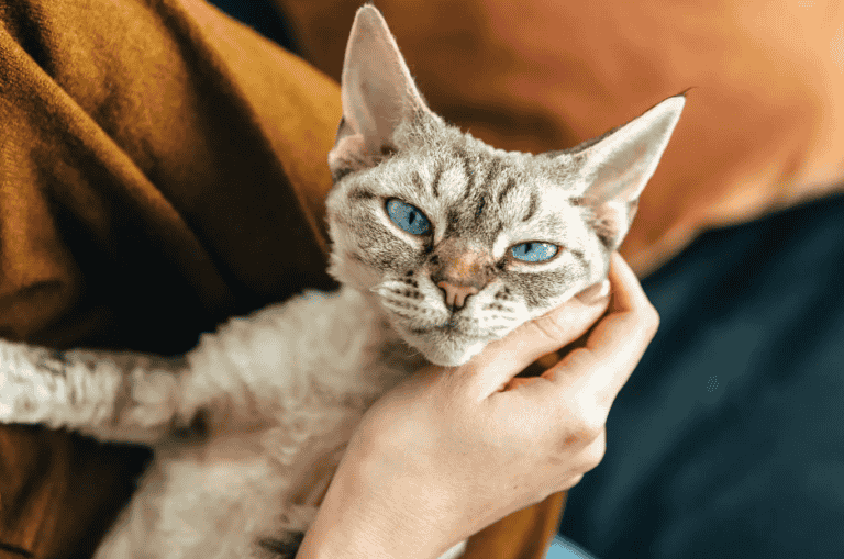 15 Cats That Don’t Shed Or Shed Less – Explained