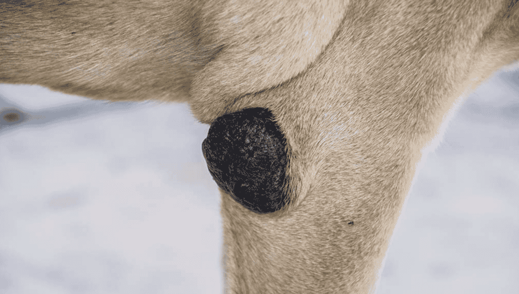 Cancerous Tumors in dogs