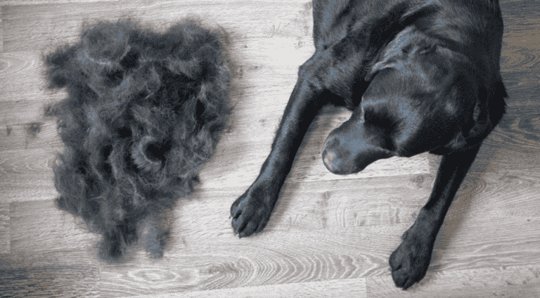 How To Deal With Labrador Retriever Shedding?