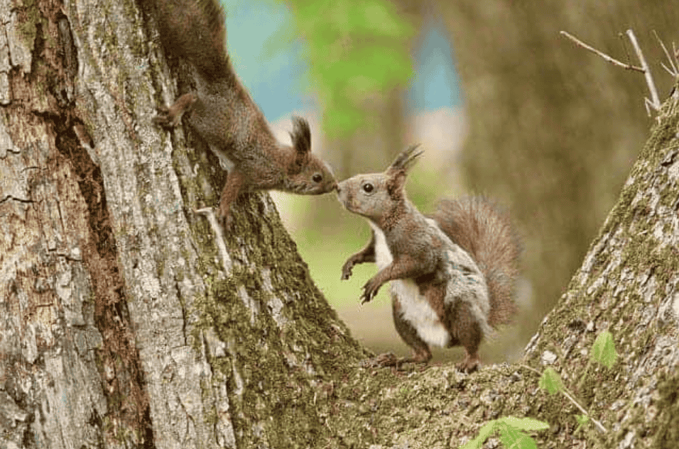 How Old Are Squirrels When They Mate? 