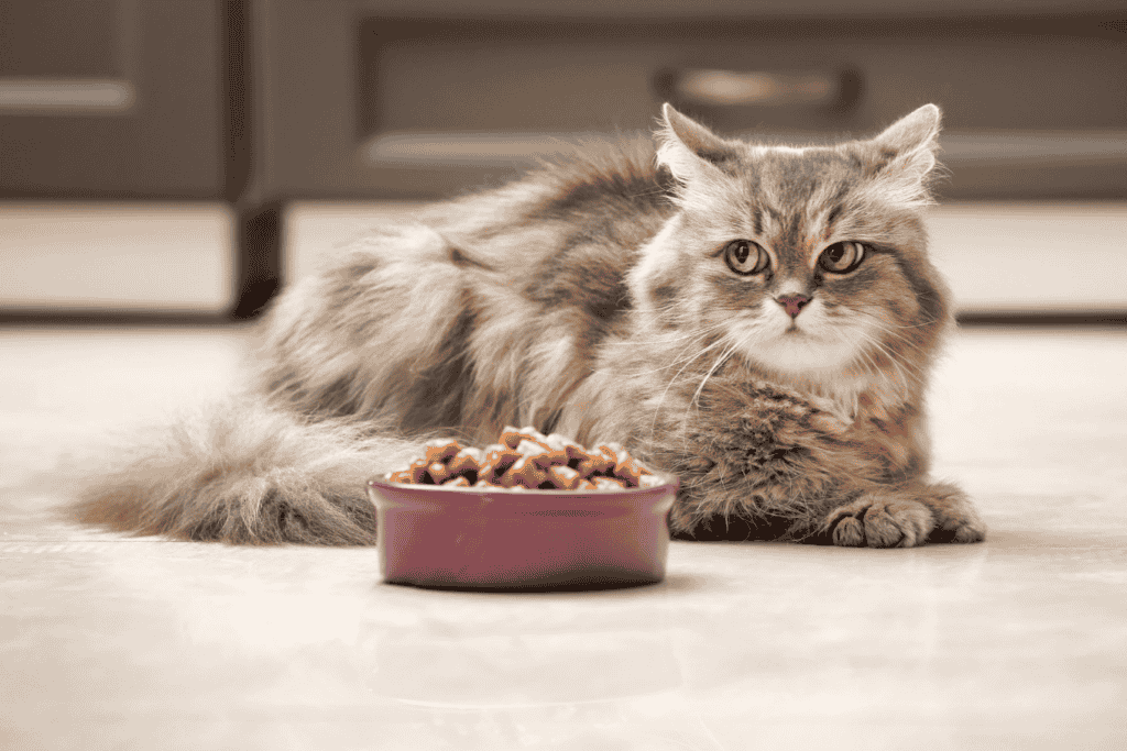 How Can I Get My Cat to Eat?