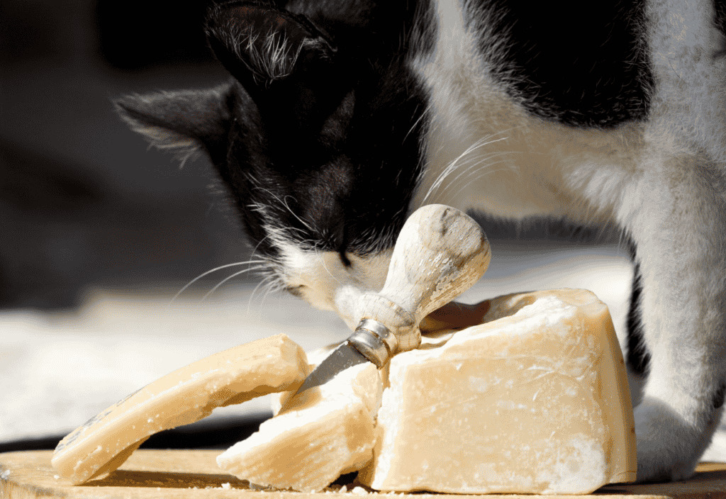 Is Cheese Good For Cats? 
