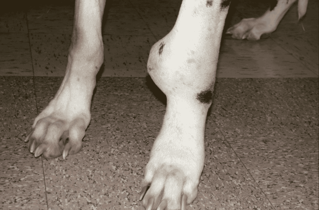 Osteosarcoma in dogs