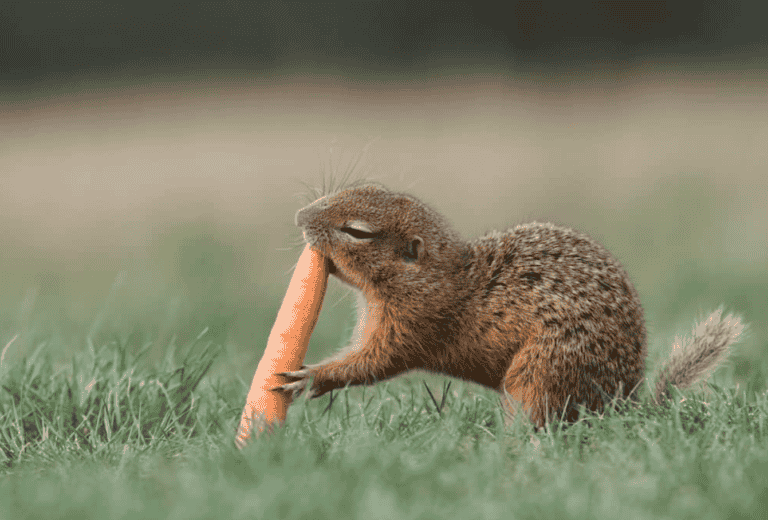 Do Squirrels Eat Carrots – The Truth