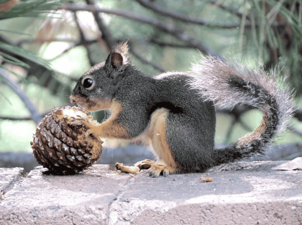 What are Squirrels' Favorite Foods?