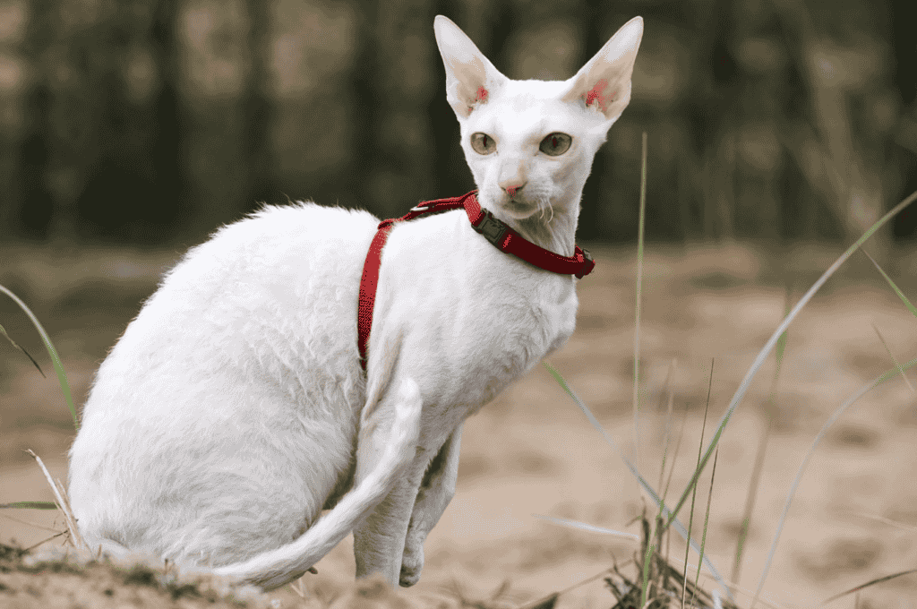 Cornish Rex cat that don't shed