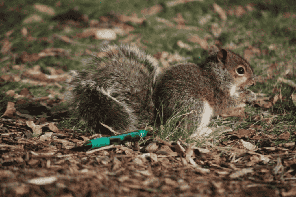 Baby squirrel habitat