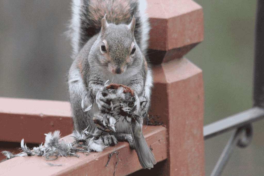 Why Do Squirrels Eat Birds? 