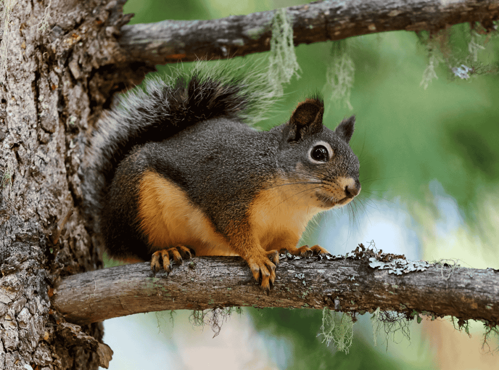 Douglas Squirrel Lifespan 
