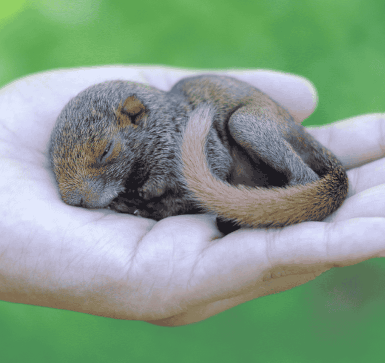 Orphaned Baby Squirrel Caring Guide